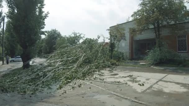 杨树金字塔沿着Karagandinskaya大街落在路上 — 图库视频影像