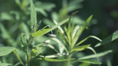 Kanatlı karıncalar yeşilin üzerinde uçuyor