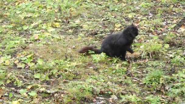 Черный пушистый кот облизывает губы — стоковое видео