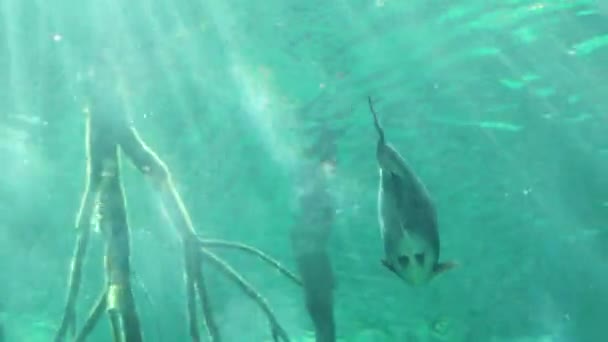 Brown pacu from the piranha subfamily of the haracin family or of the piranha family in aquarium — Stock Video