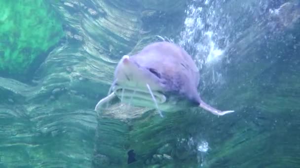 Beluga i ett stort öppet oceanarium — Stockvideo