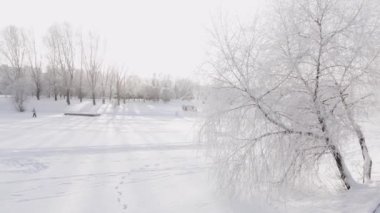 Karda huş dalları ve karla kaplı