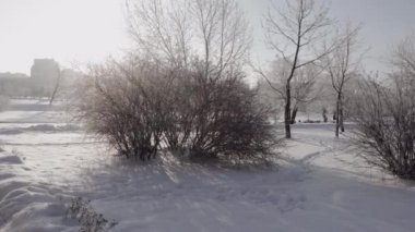 Çalıların dalları tamamen kaplıdır.