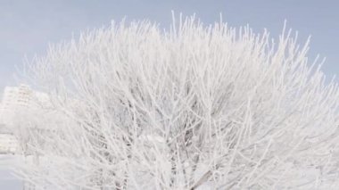 Çalıların dalları tamamen kaplıdır.