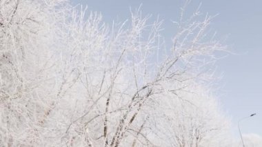 Ağaç dalları kıpkırmızı