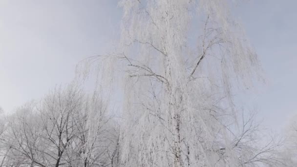 Березові гілки в снігу та калюжі проти — стокове відео