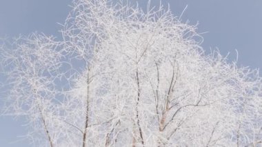 Ağaç dalları kıpkırmızı