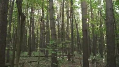 Ağaçların dallarında güneş