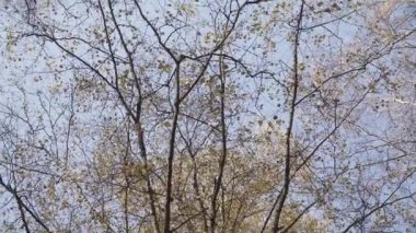 Sonbaharda beyaz huş ağaçlarının tepeleri