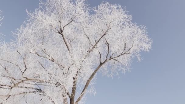 Rami degli alberi in hoarfrost contro — Video Stock