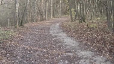 Yollar ve devrilmiş ağaçlar