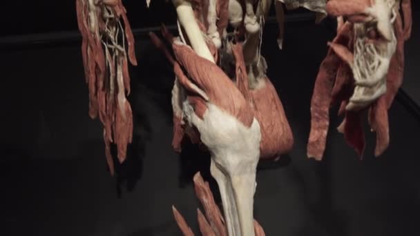 Derisi ve iç organları çıkarılmış, katmanlara ayrılmış insan iskeleti. — Stok video
