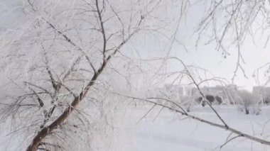 Karda huş dalları ve karla kaplı