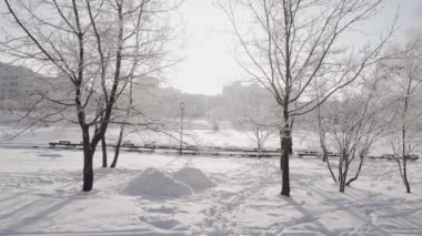 Parkta karla kaplı ağaçlar