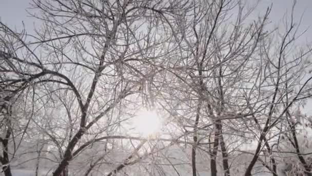 Verschneiter Stadtpark im Gegenlicht — Stockvideo