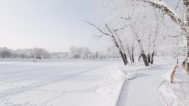 Houten pad en besneeuwde bomen — Stockvideo