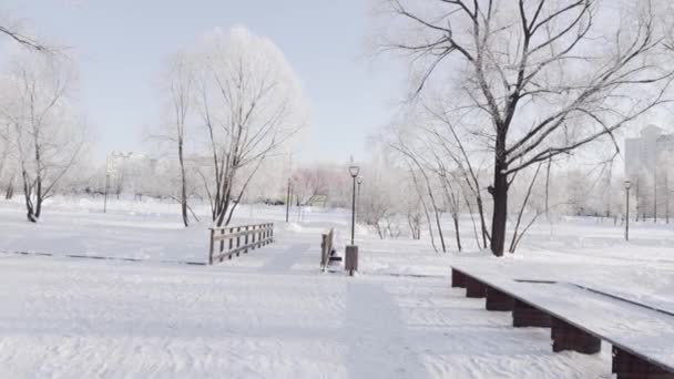 Ξύλινο μονοπάτι και δέντρα καλυμμένα με χιόνι — Αρχείο Βίντεο