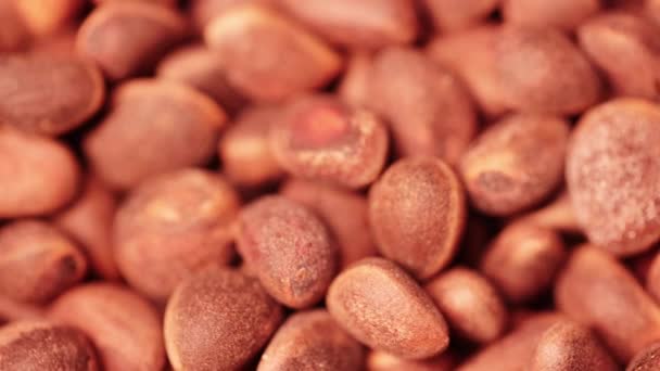 Pine nut grains in a shell in bulk — Stock video