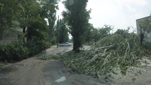 Nyár piramis alakú leesett az úton mentén az utcán Karagandinszkaja — Stock videók