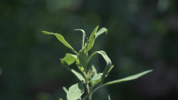 Vingade myror som flyger över det gröna — Stockvideo