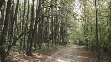 Sabahın erken saatlerinde devrilmiş ağaçlarla dolu sonbahar ormanı