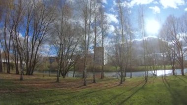 Güneş altında huş ağaçları