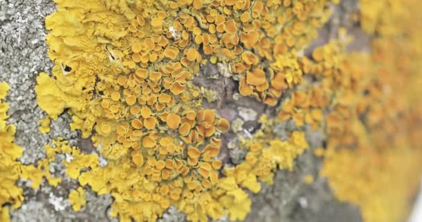 Xanthoria paritina amarillo — Vídeos de Stock