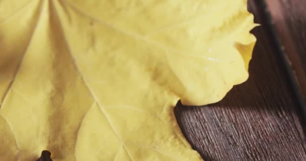 枯れた葉とローワンベリー — ストック動画