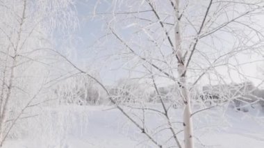 Karda huş dalları ve karla kaplı