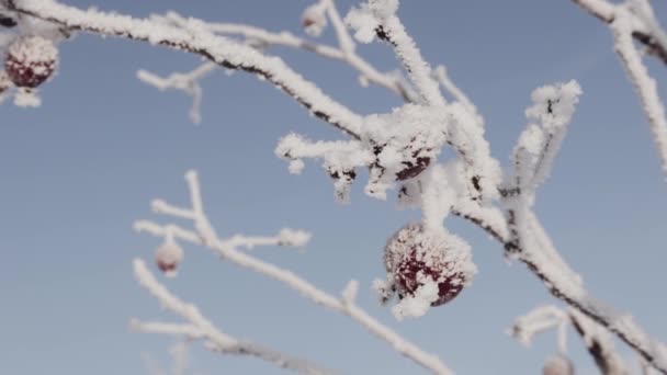 Замороженная ветвь и яблоко — стоковое видео