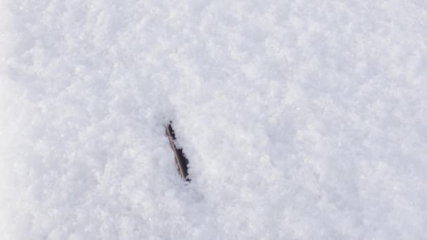 Свіжий сніг на дерев'яній лавці та динамічна панорама — стокове відео