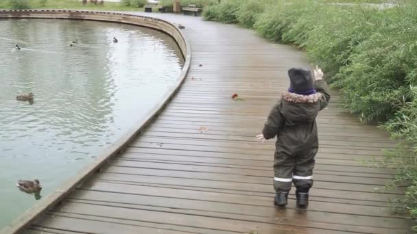 Pojken tittar på ankor vid sjön — Stockvideo