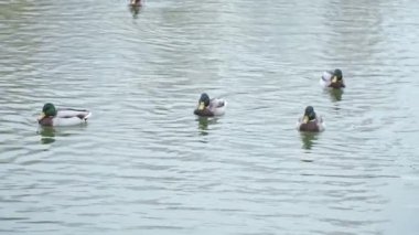 Parktaki göldeki ördekler