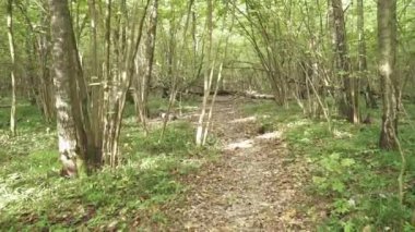 Devrilmiş ağaçlı sonbahar ormanı