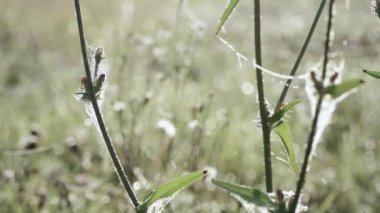 Sonbahar ormanı boyunca yol
