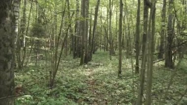 Devrilmiş ağaçlı sonbahar ormanı