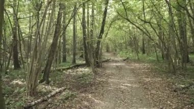 Sonbahar ormanı boyunca yol
