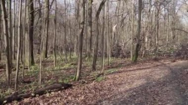 Sonbahar ormanı boyunca yol