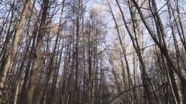 Topos florestais mistos no outono — Vídeo de Stock