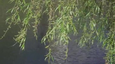 Söğüt dalları suyun üzerinde