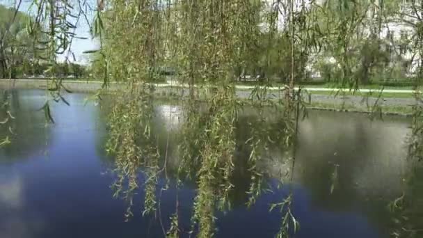 Un pequeño lago en el parque — Vídeos de Stock