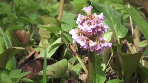 Corazón flor bergenia — Vídeos de Stock