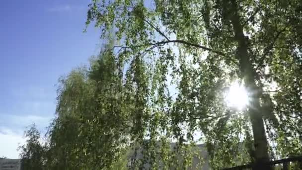 Промені сонця у гілках — стокове відео