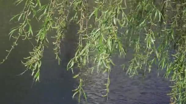 Söğüt dalları suyun üzerinde — Stok video