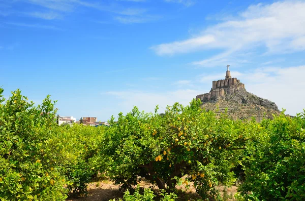 monteagudo hill karşı Murcia'nın limon meyve bahçesi
