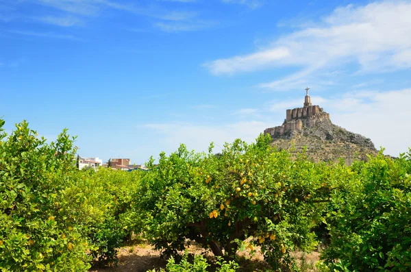 Murcia's lemon orchard against the hill of Monteagudo — Stock Photo, Image