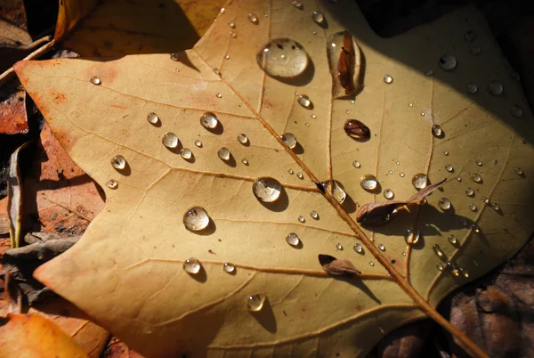 Foglia autunnale con gocce a terra, macro — Foto Stock