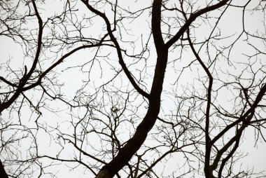 bulutlu gökyüzü arka plan üzerinde çıplak ağaca