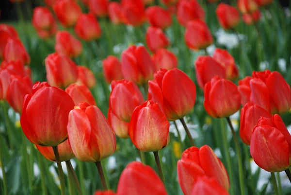 Blüten der Tulpe zwischen grünen Blättern — Stockfoto