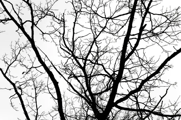 Grand arbre nu contre le ciel d'automne — Photo